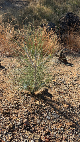 gray pine