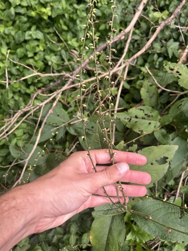 American jumpseed