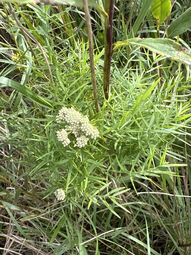 narrowleaf mountainmint