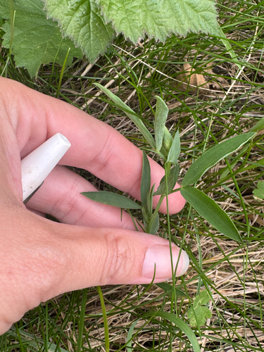 meadow pea