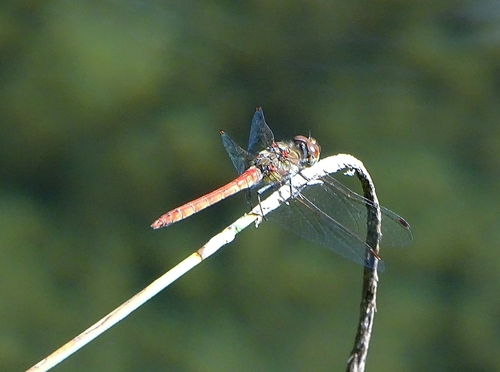 Common Darter