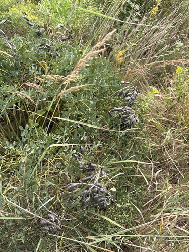 tall blue wild indigo