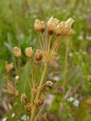 Jagged Chickweed