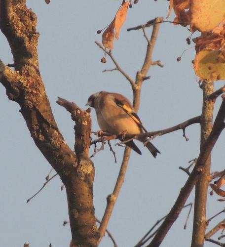 European Goldfinch