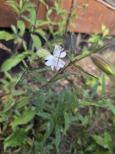 white campion