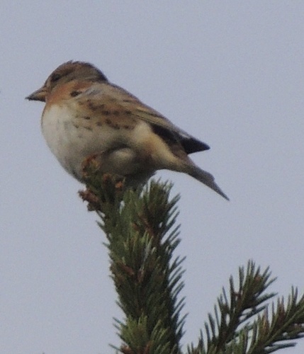 Brambling