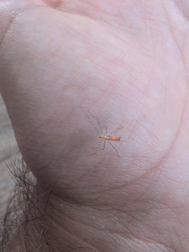 Leafhopper Assassin Bug
