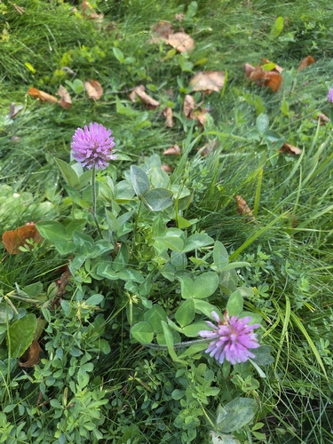Red Clover