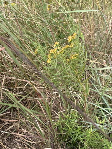 flat-topped goldenrod