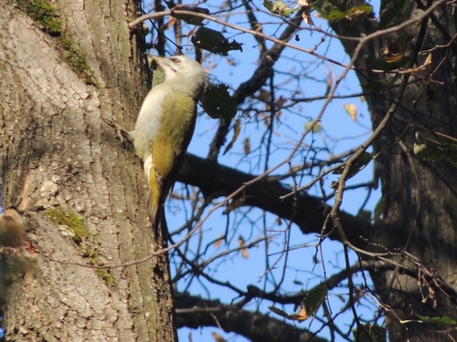 Grey-headed Woodpecker