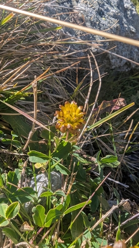 Brown Clover