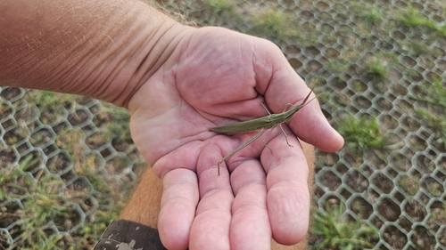 Mediterranean Slant-faced Grasshopper