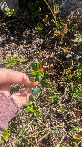 Lingonberry