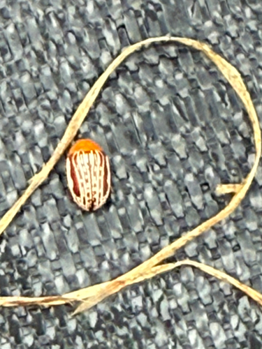 Sumac Flea Beetle