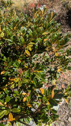 Rusty-leaved Alpenrose