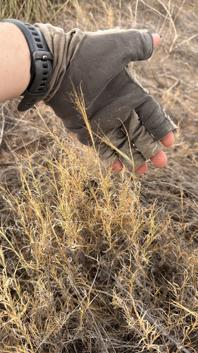 Ear Muhly