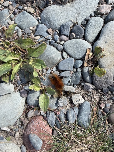 Virginian Tiger Moth