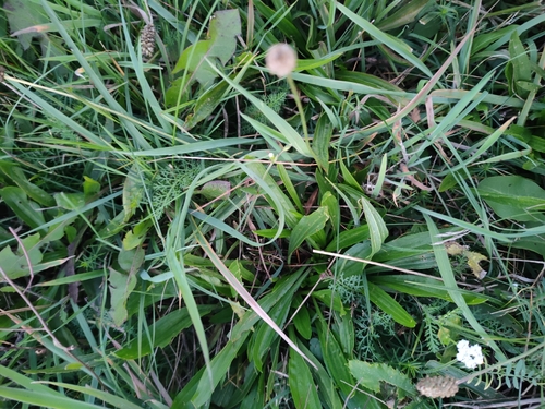 ribwort plantain