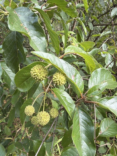 buttonbush