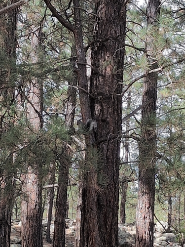 Abert's Squirrel