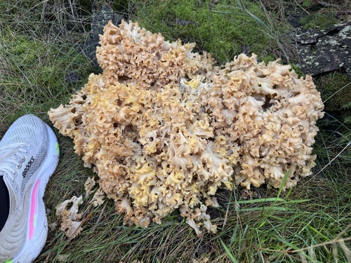 Cauliflower Fungus