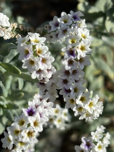alkali heliotrope
