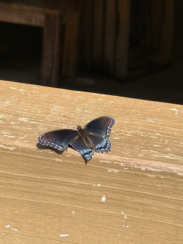 Red-spotted Admiral