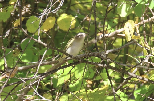 Red-eyed Vireo
