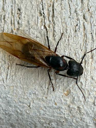 Ferruginous Carpenter Ant