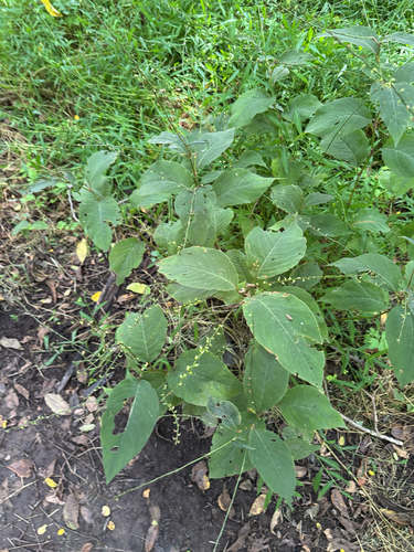 American jumpseed