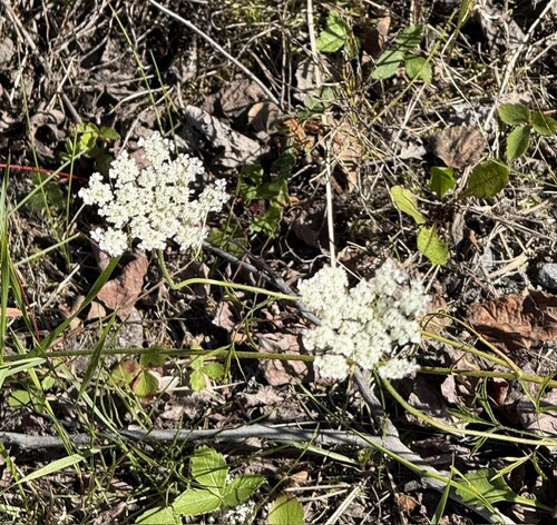 wild carrot