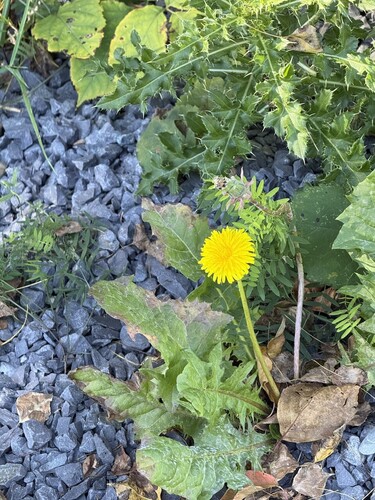 common dandelion