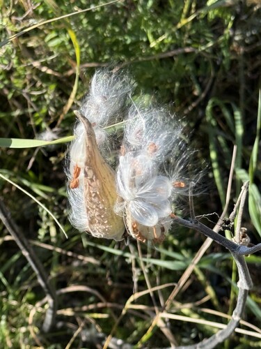 common milkweed