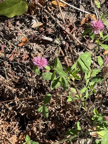 Red Clover