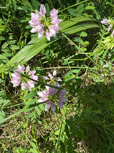 purple crownvetch