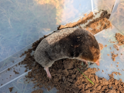 Eastern Mole