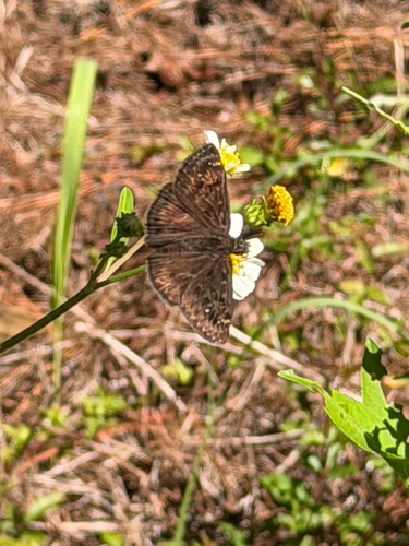 Horace's Duskywing