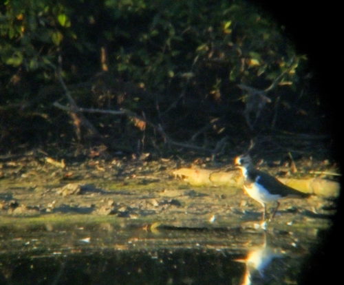 Northern Lapwing