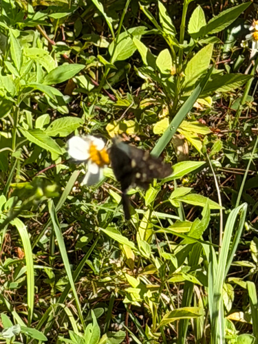 Long-tailed Skipper