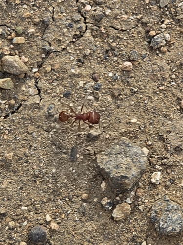 Red Harvester Ant