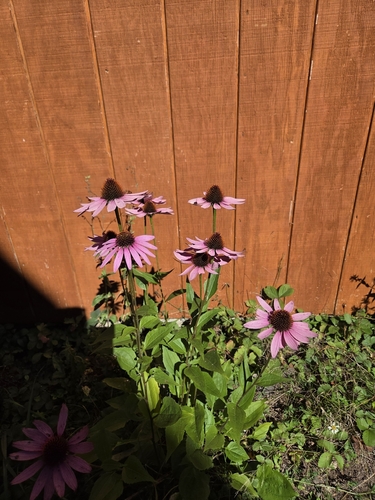 purple coneflower