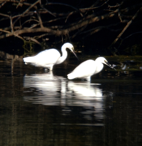 Little Egret
