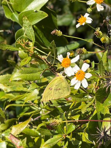 Cloudless Sulphur