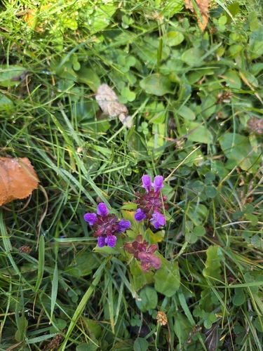 common selfheal