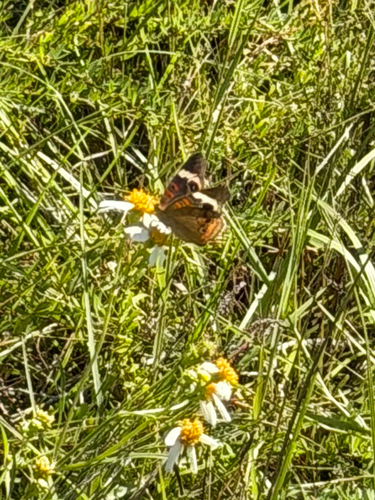 Common Buckeye