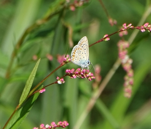 Common Blue