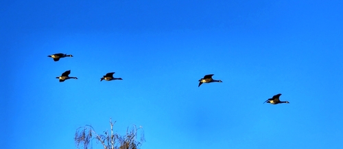 Canada Goose