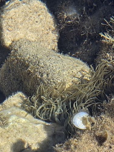 snakelocks anemone