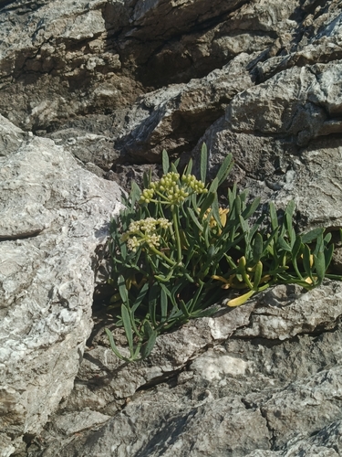rock samphire