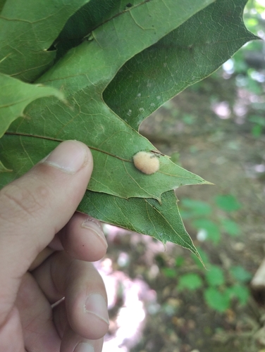 Callirhytis lanata